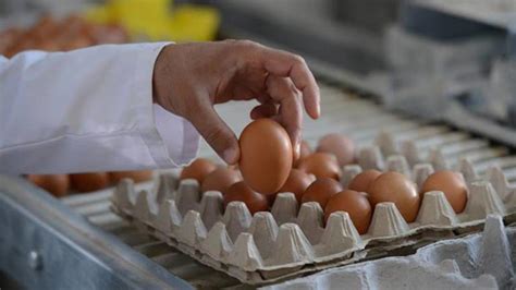 Yumurta kartonu üreticilerine 55 milyon TL ceza